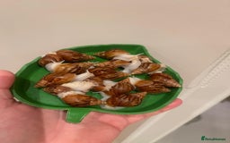 Snails invertebrates for sale: Giant African Land Snails (Achantina Fulica) - Image 4