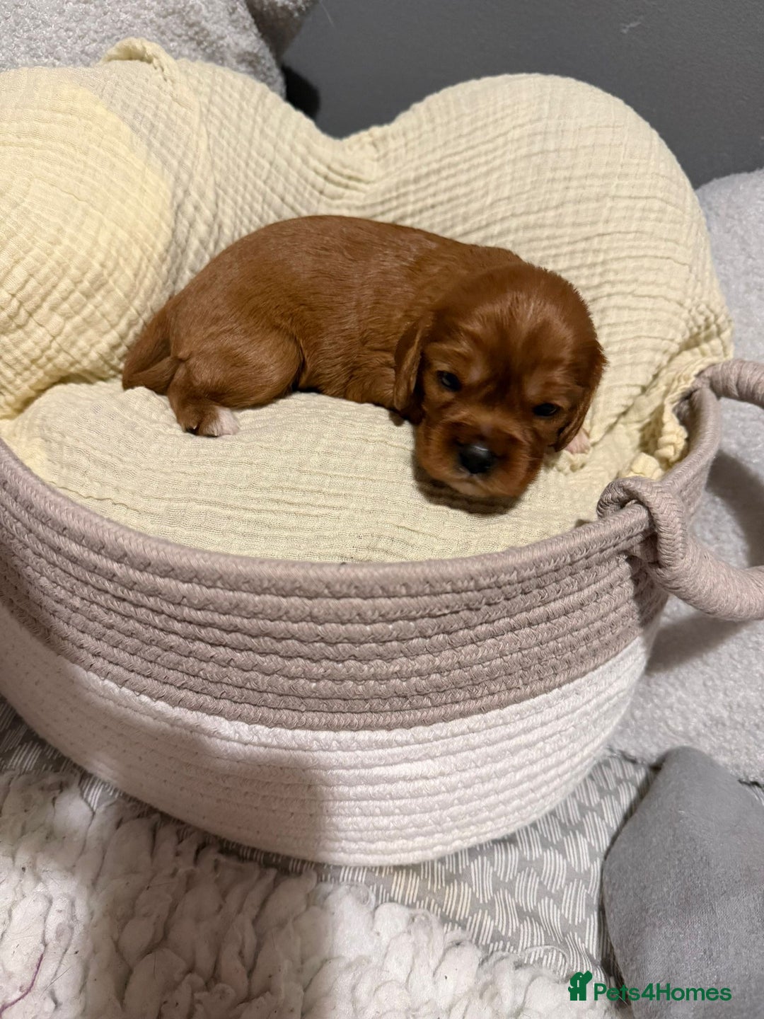 Cavalier King Charles Spaniel dogs for sale: Beautiful KC Registered Boy ✨ Health Tested ✨ - Advert 17