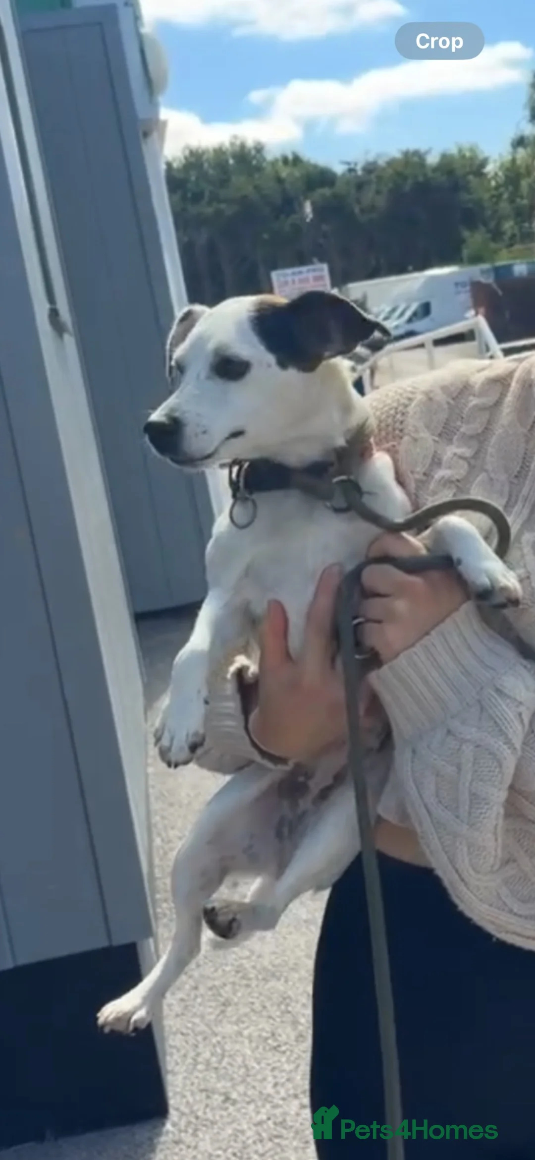 Jack Russell dogs for sale: Super sweet jack russell - Advert 2