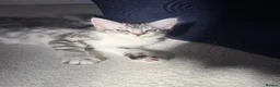 Norwegian Forest Cat cats for sale: Beautiful Norwegian Mix Kittens – 2 Boys & 1 Girl - Advert 10