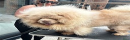 Chow Chow dogs for stud: UKs 🇬🇧 No1 Lilac platinum,top quality rare stud in Liverpool - Advert 1