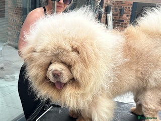 Chow Chow dogs in Liverpool - Advert 2