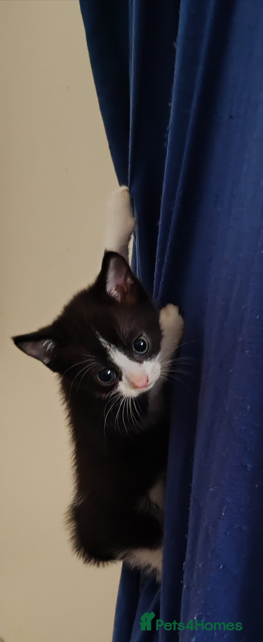 Mixed Breed cats 2 male kittens ready to leave - Advert 6