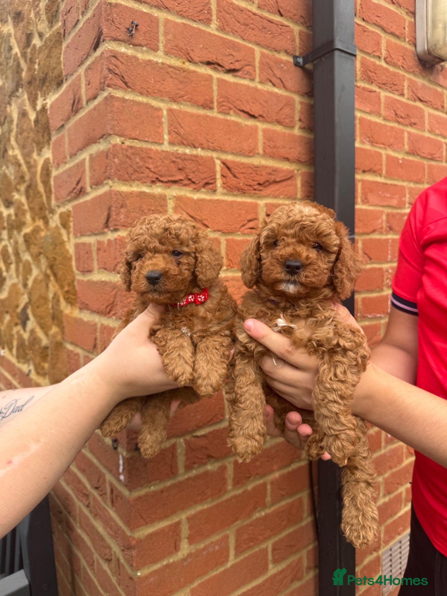 Cavapoo dogs F1bb Toy Cavapoo Puppies  Only 2  gorgeous Girl  - Advert 17