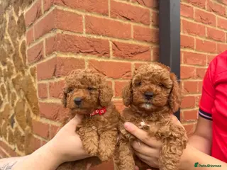 Cavapoo dogs F1bb Toy Cavapoo Puppies Only 2 gorgeous Girl - Advert 1