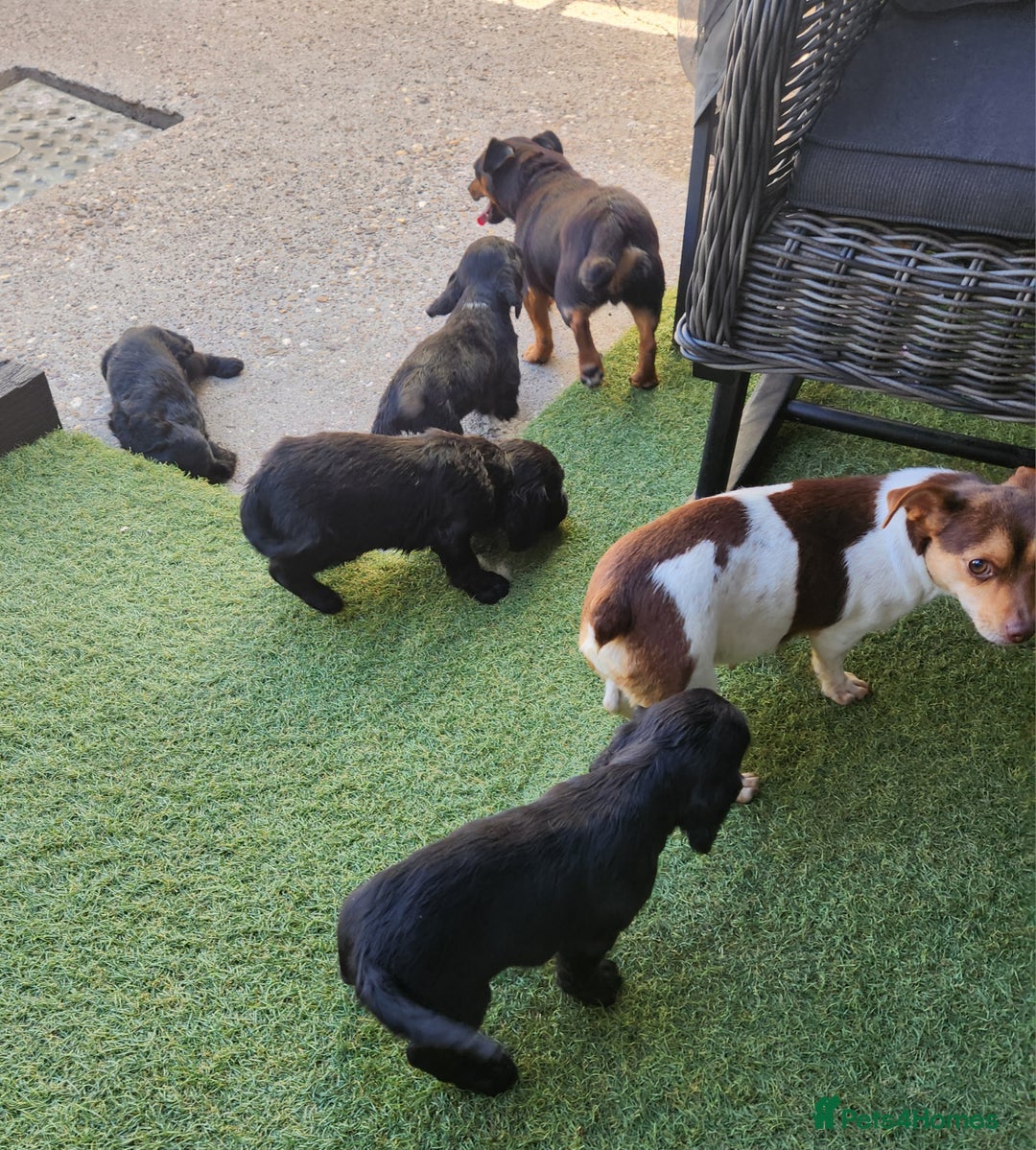 Sprocker dogs for sale: SPROCKER PUPPIES  - Image 19