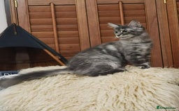 Maine Coon cats for sale: Four beautiful Maine Coon kittens-two girls left - Image 6