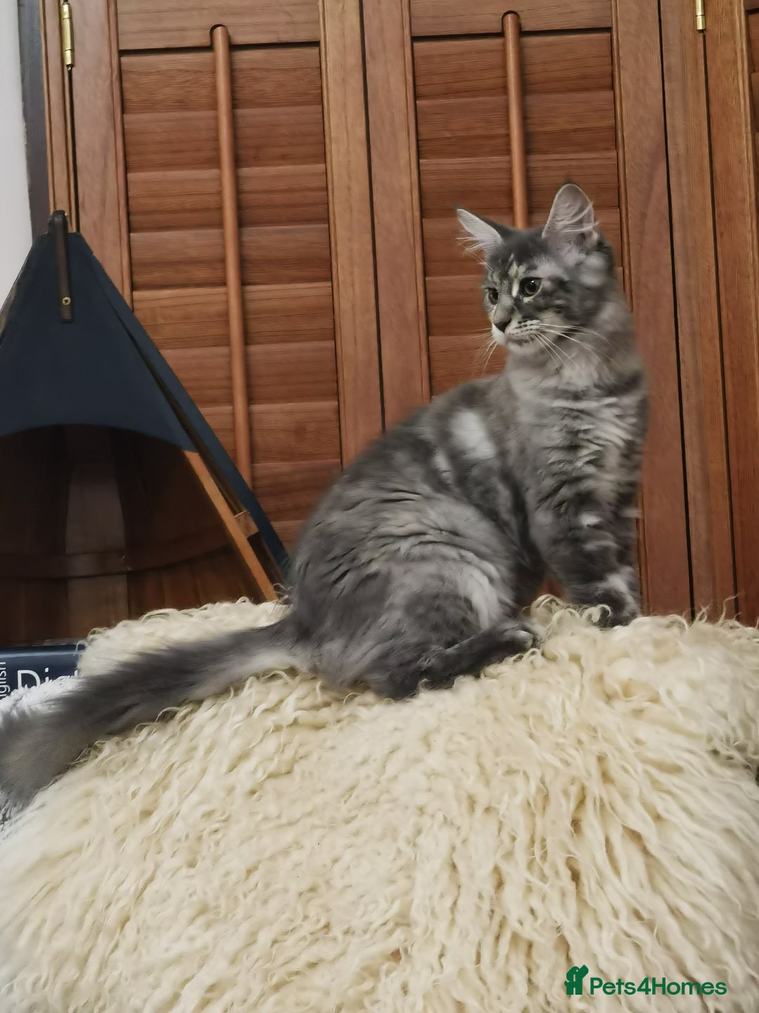 Maine Coon cats for sale: Four beautiful Maine Coon kittens-two girls left - Image 6