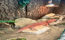 Bearded Dragon reptiles for sale: Red Bearded Dragon & full set up - Image 2