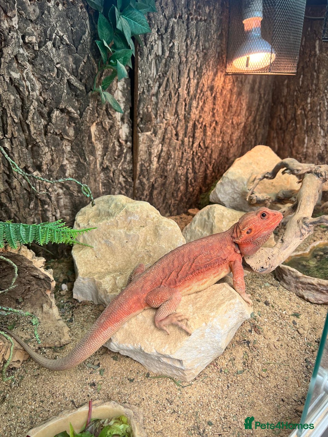 Bearded Dragon reptiles for sale: Red Bearded Dragon & full set up - Image 2