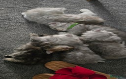Persian cats for sale: Persian Kittens for Sale – Fluffy Bundles of Joy - Image 22