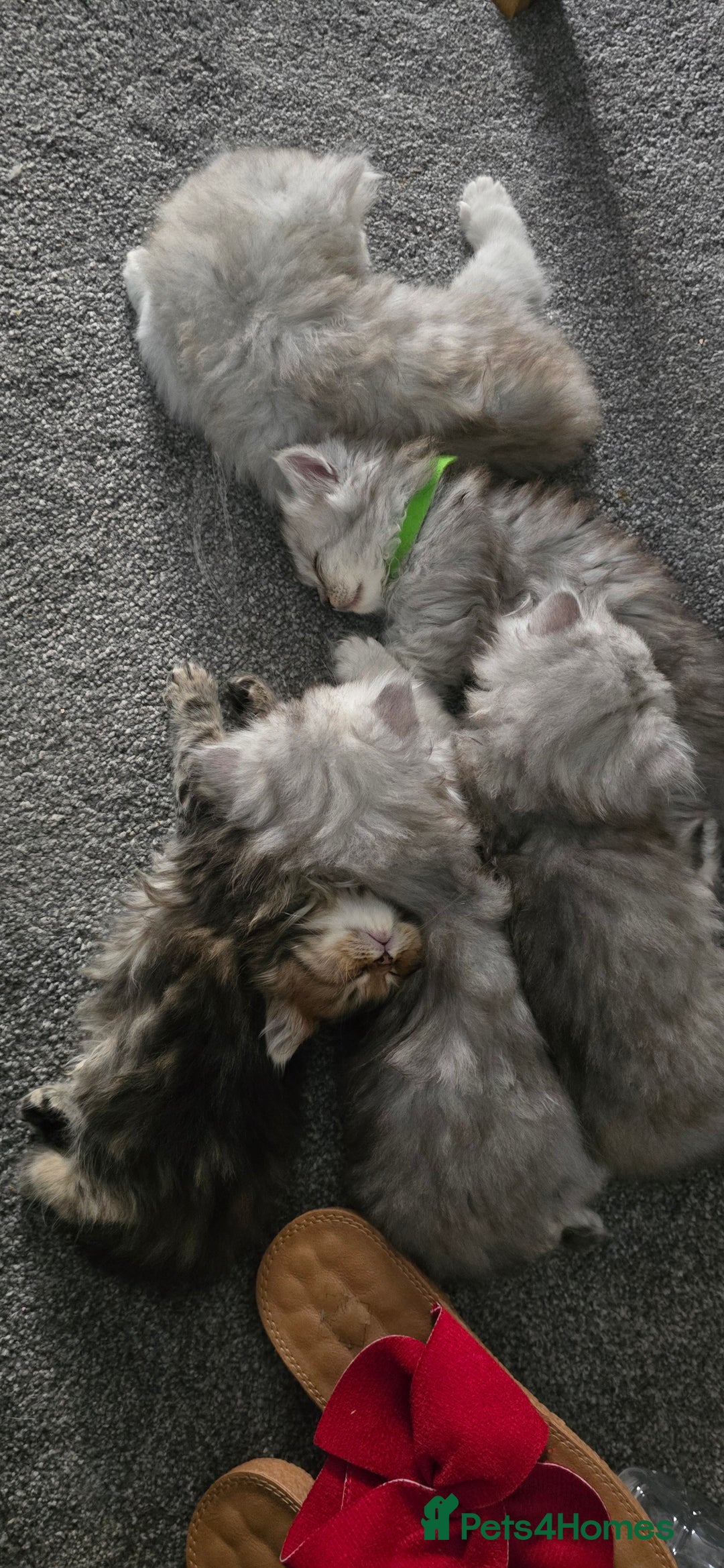 Persian cats for sale: Persian Kittens for Sale – Fluffy Bundles of Joy - Image 22