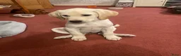 Labrador Retriever dogs for sale: 1 boy Sired byFtCh  - Advert 3