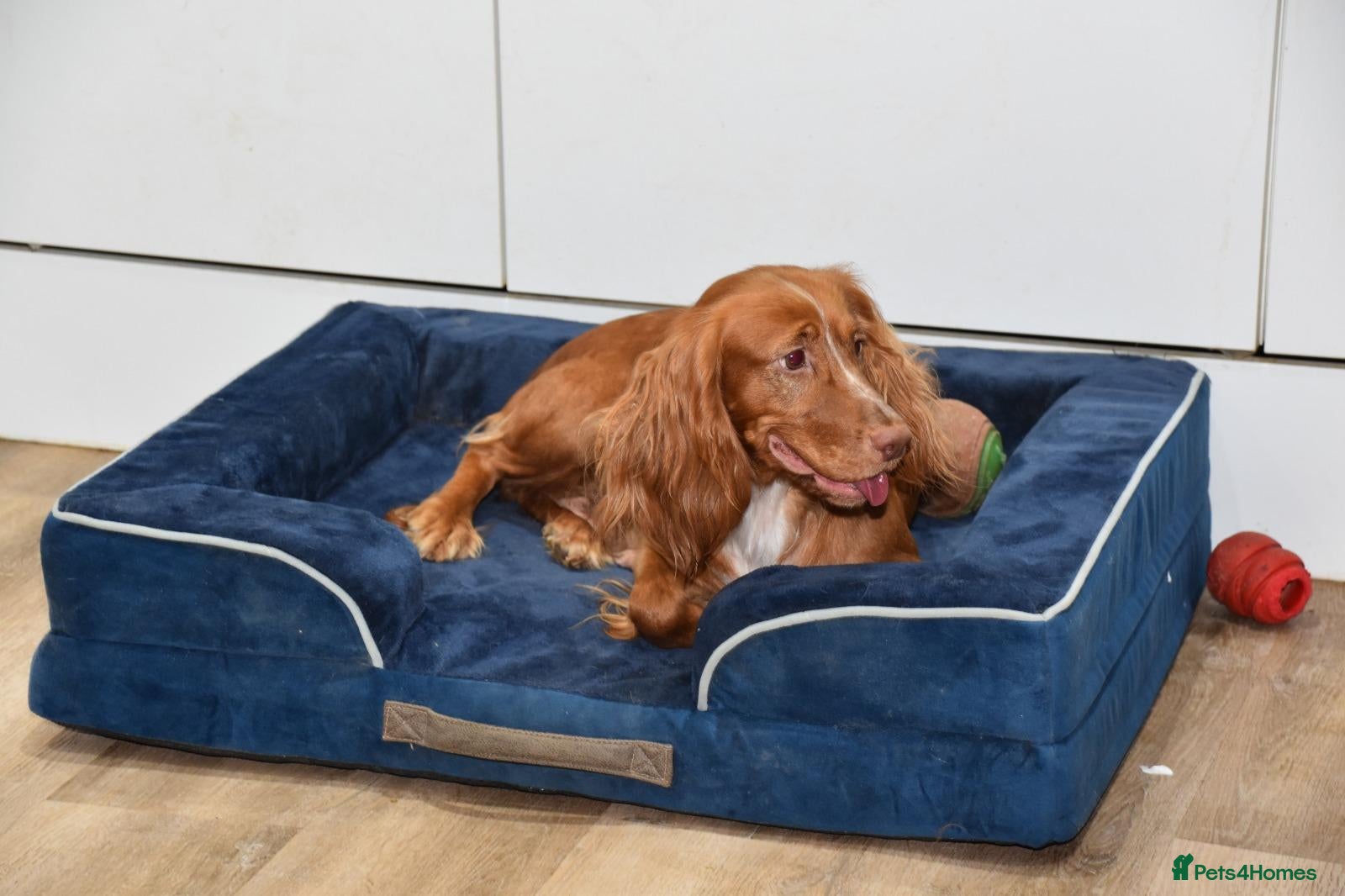 Cocker Spaniel dogs for sale: Spayed Cocker Spaniel Female - Advert 3