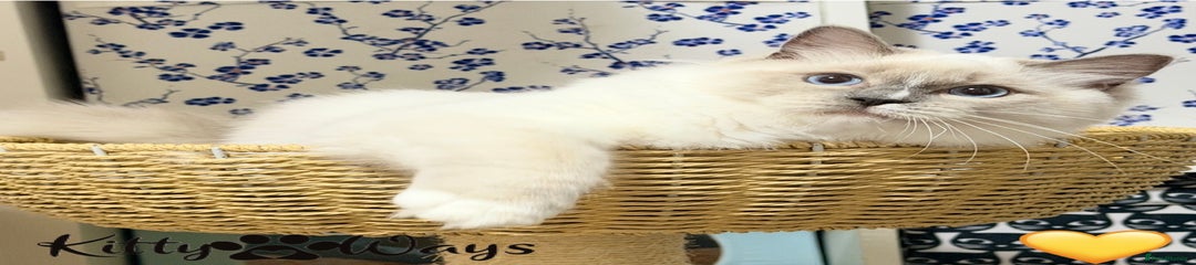 💛 Bluepoint Mitted With Blaze Girl 💛