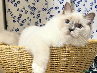 Ragdoll cats 🐾🩷*TICA REG* EU RAGDOLL KITTENS🌟 DNA CLEAR 🩵🐾 - Advert 1