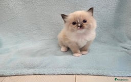 Ragdoll cats for sale: GCCF REGISTERED RAGDOLL KITTENS - Image 12