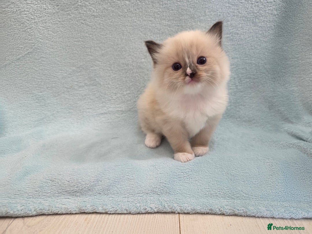 Ragdoll cats for sale: GCCF REGISTERED RAGDOLL KITTENS - Image 12