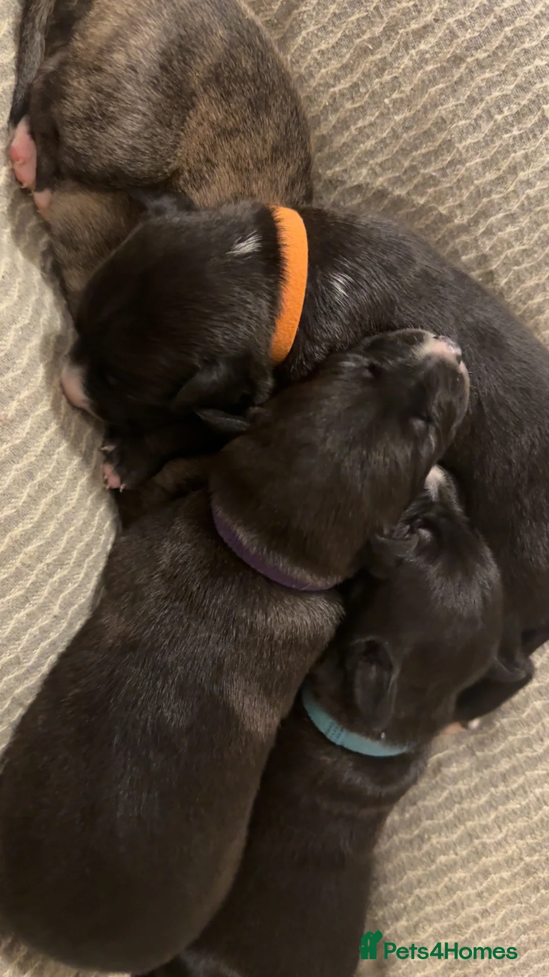 Mixed Breed dogs for sale: 75% Lurcher 25% Cane Corso Puppies - Advert 6