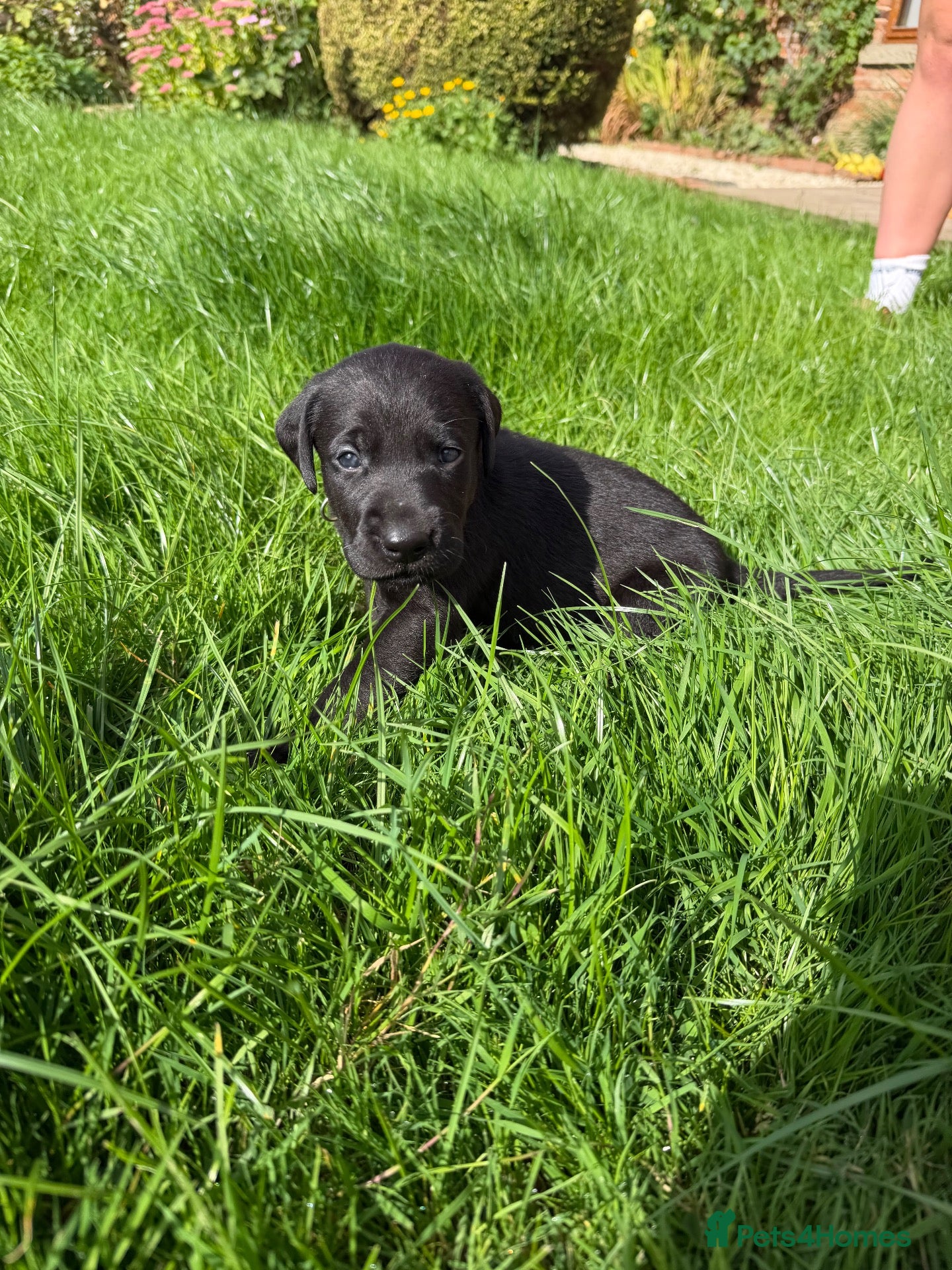 Mixed Breed dogs Beautiful Weimadors ♥️ - Advert 1