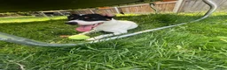 Jack Russell dogs for sale: 9 month old Jack Russell Terrier in Colchester - Advert 2