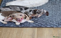 Dachshund dogs for sale: 2 Loving Miniature Dachshunds–Must Stay Together - Image 20