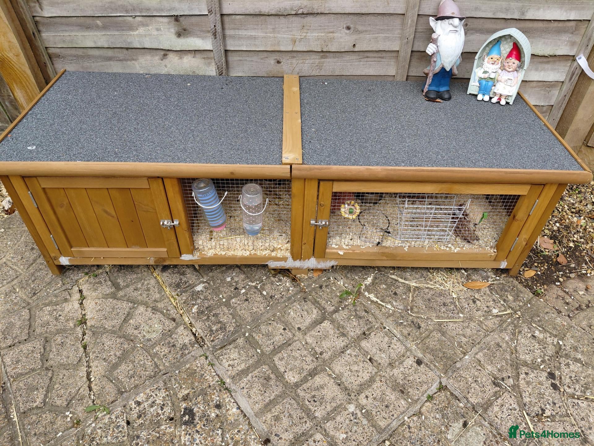 Guinea Pig rodents 2 female guinea pigs  - Advert 1