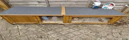 Guinea Pig rodents for sale: 2 female guinea pigs  in Milton Keynes - Advert 1