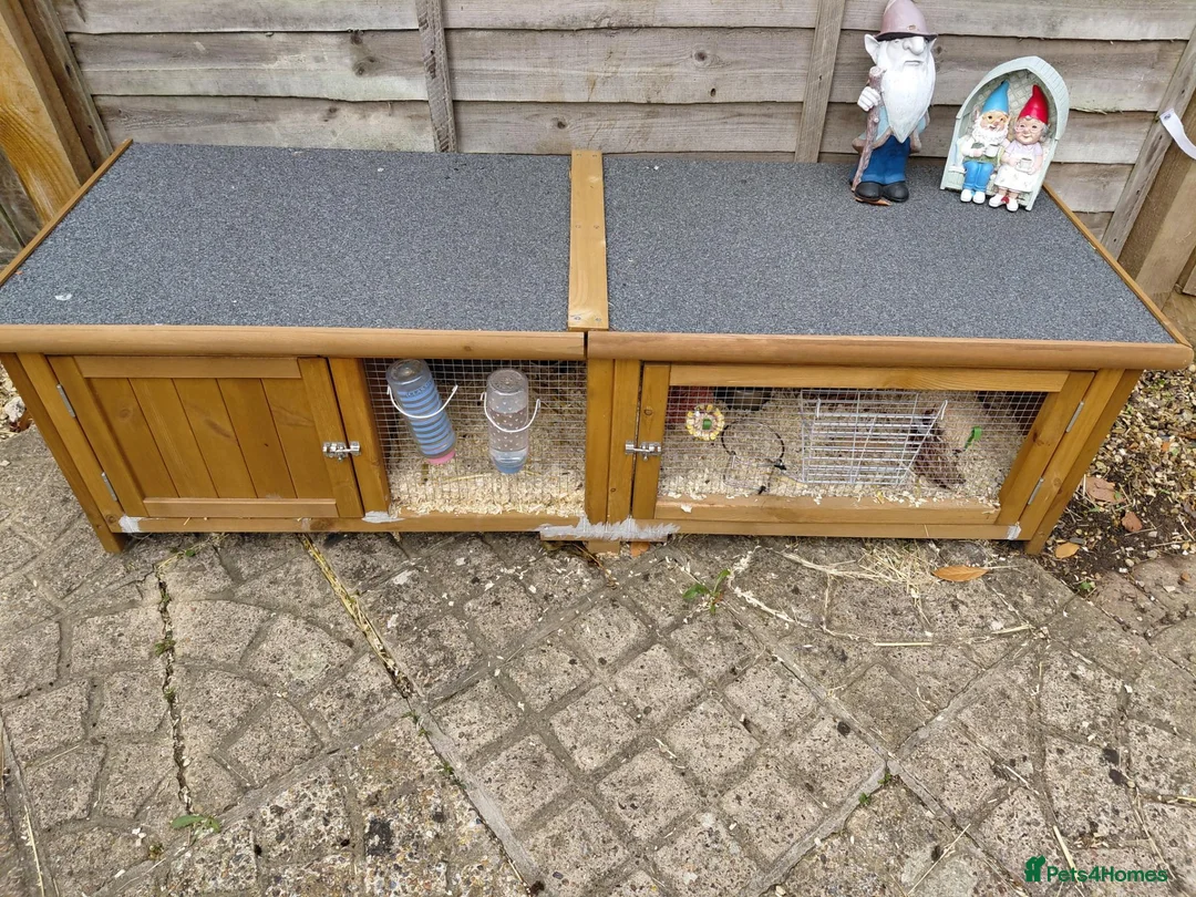 Guinea Pig rodents for sale: 2 female guinea pigs  in Milton Keynes - Advert 1
