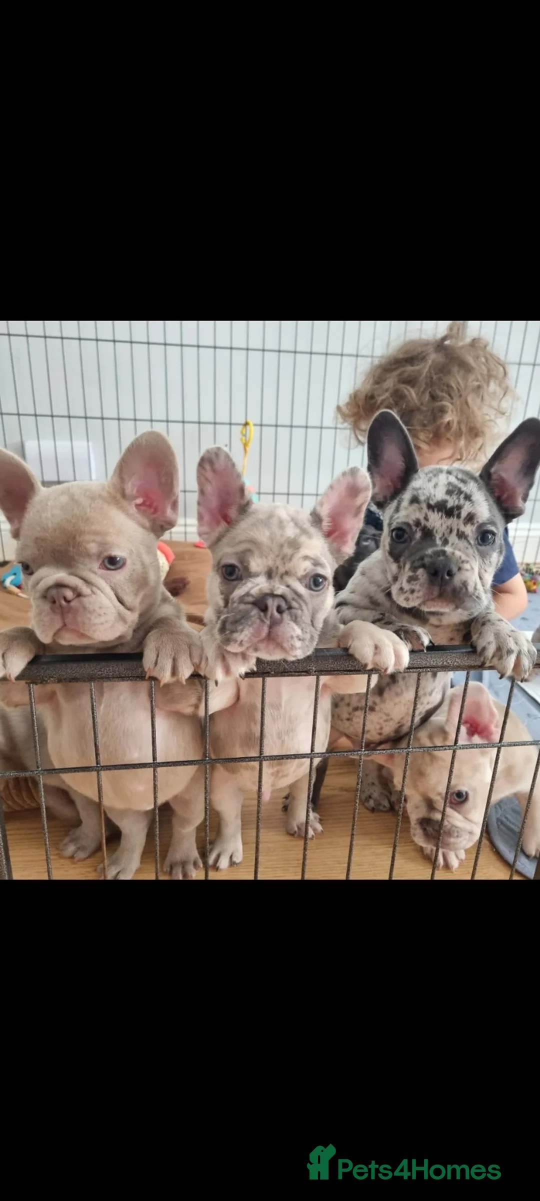 French Bulldog dogs for stud: ISABELLA NEWSHADE AND TAN CREAM CARRIER STUD in Boston - Advert 36