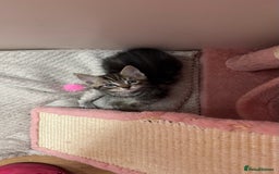 Mixed Breed cats for sale: Kittens looking for forever home - Image 4