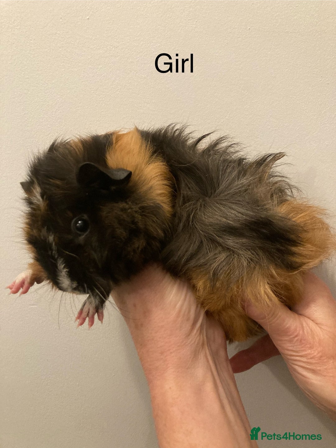Guinea Pig rodents for sale: 5 Gorgeous Guinea Pigs for sale - Advert 2