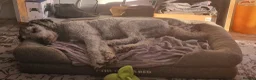 Sheepadoodle dogs for sale: Finn, 4 year old Male Sheepadoodle - Advert 3