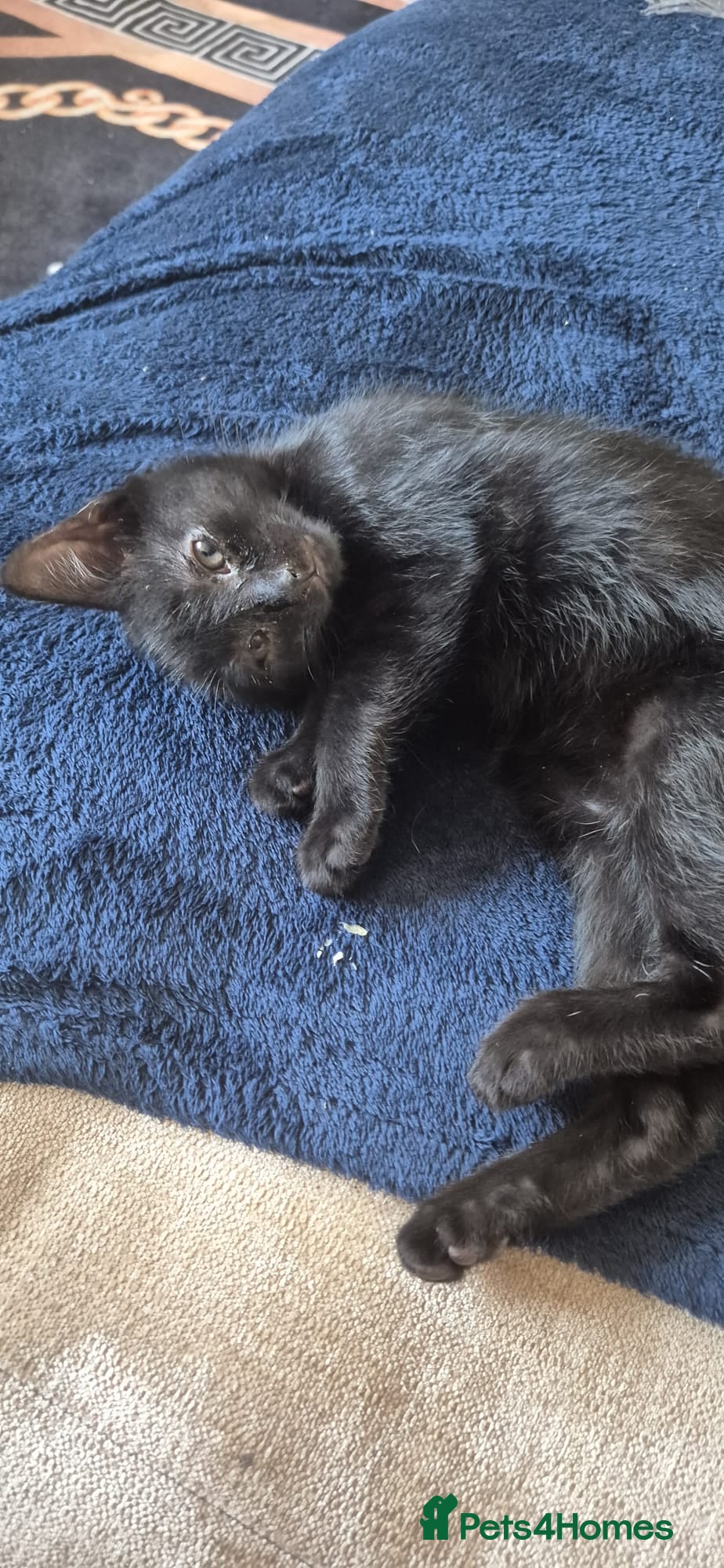 Mixed Breed cats Cute black kitten - Advert 2