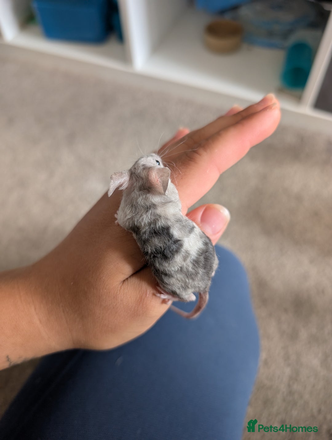 Mouse rodents for sale: Fancy mice looking for homes  - Image 9