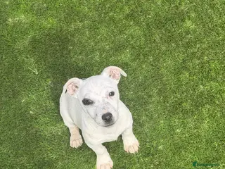 Jack Russell dogs Jack Russell puppy - Advert 1