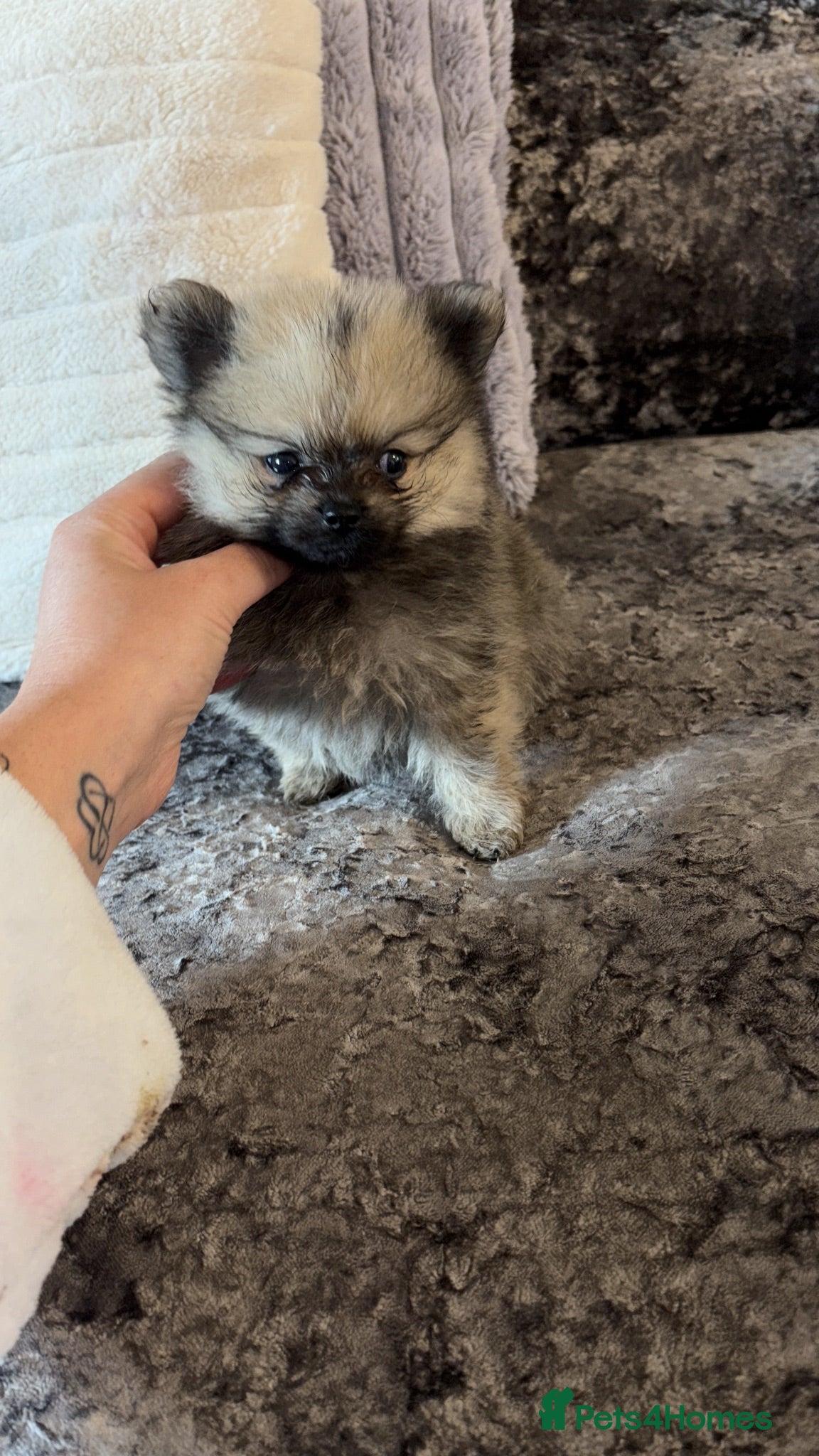 Pomeranian dogs 3 beautiful Pomeranian pups   - Advert 10