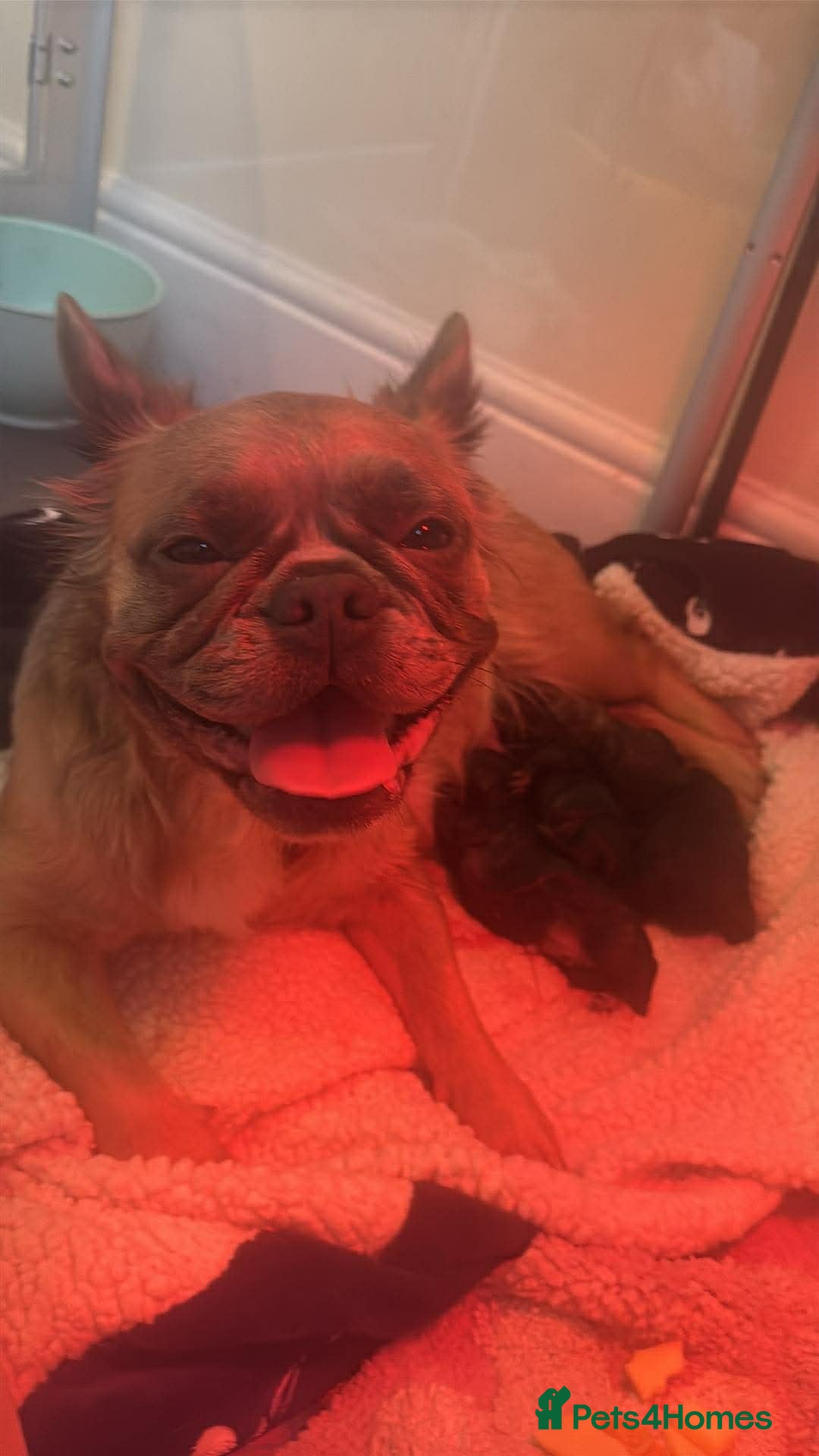 French Bulldog dogs for sale: Beautiful fluffy/wirehair frenchie pups  - Advert 3