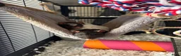 Rat rodents for sale: 2 lovely rats for sale in Farnham - Advert 1
