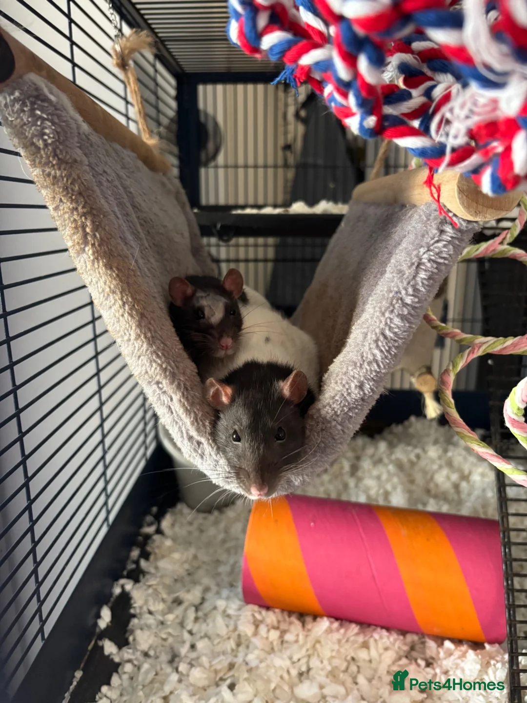 Rat rodents for sale: 2 lovely rats for sale in Farnham - Advert 1
