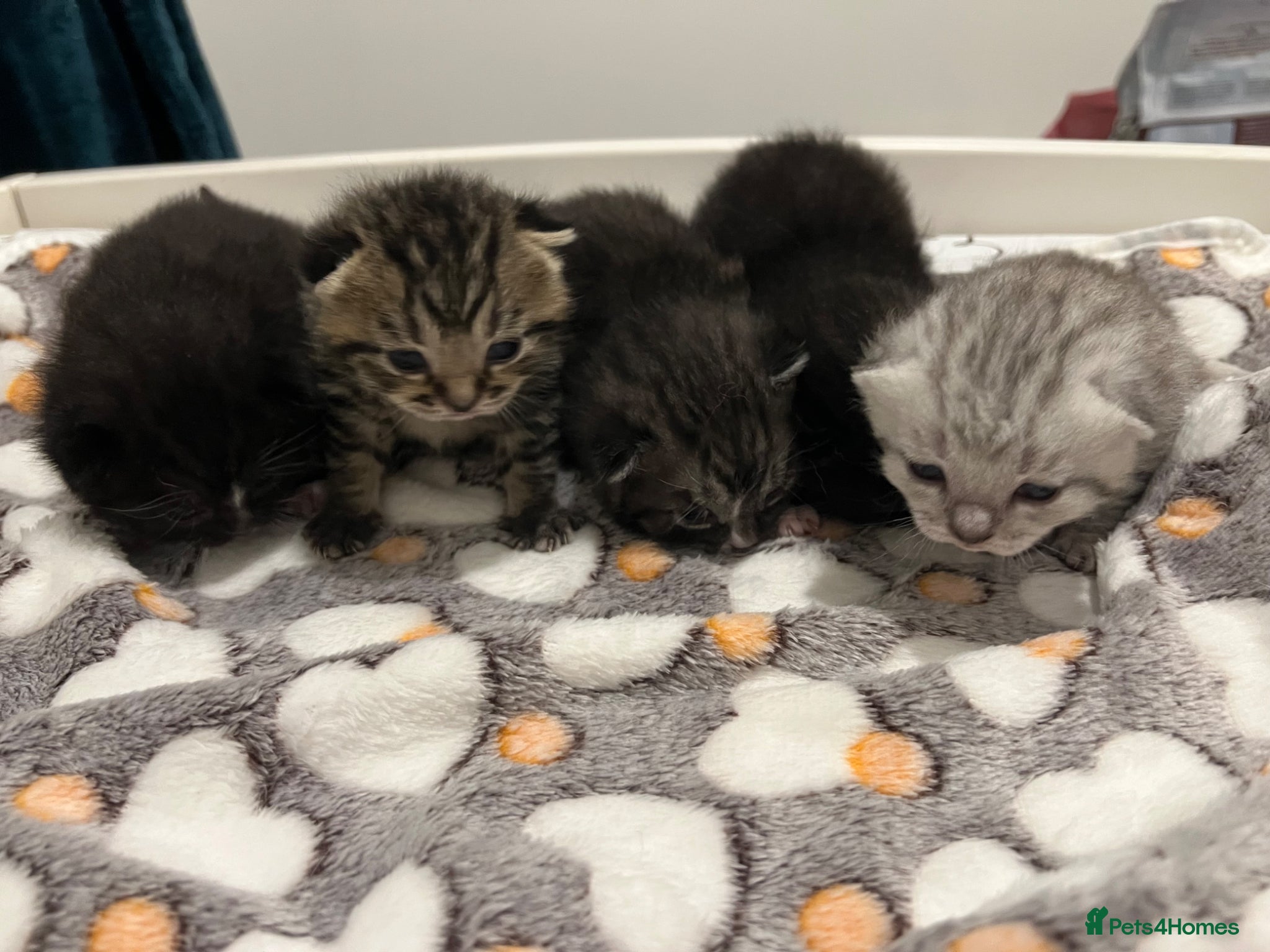 British Shorthair cats kittens BSH two girls left - Advert 5