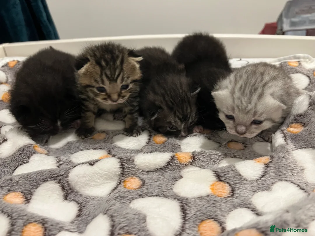 British Shorthair cats for sale: kittens BSH two girls left - Advert 1