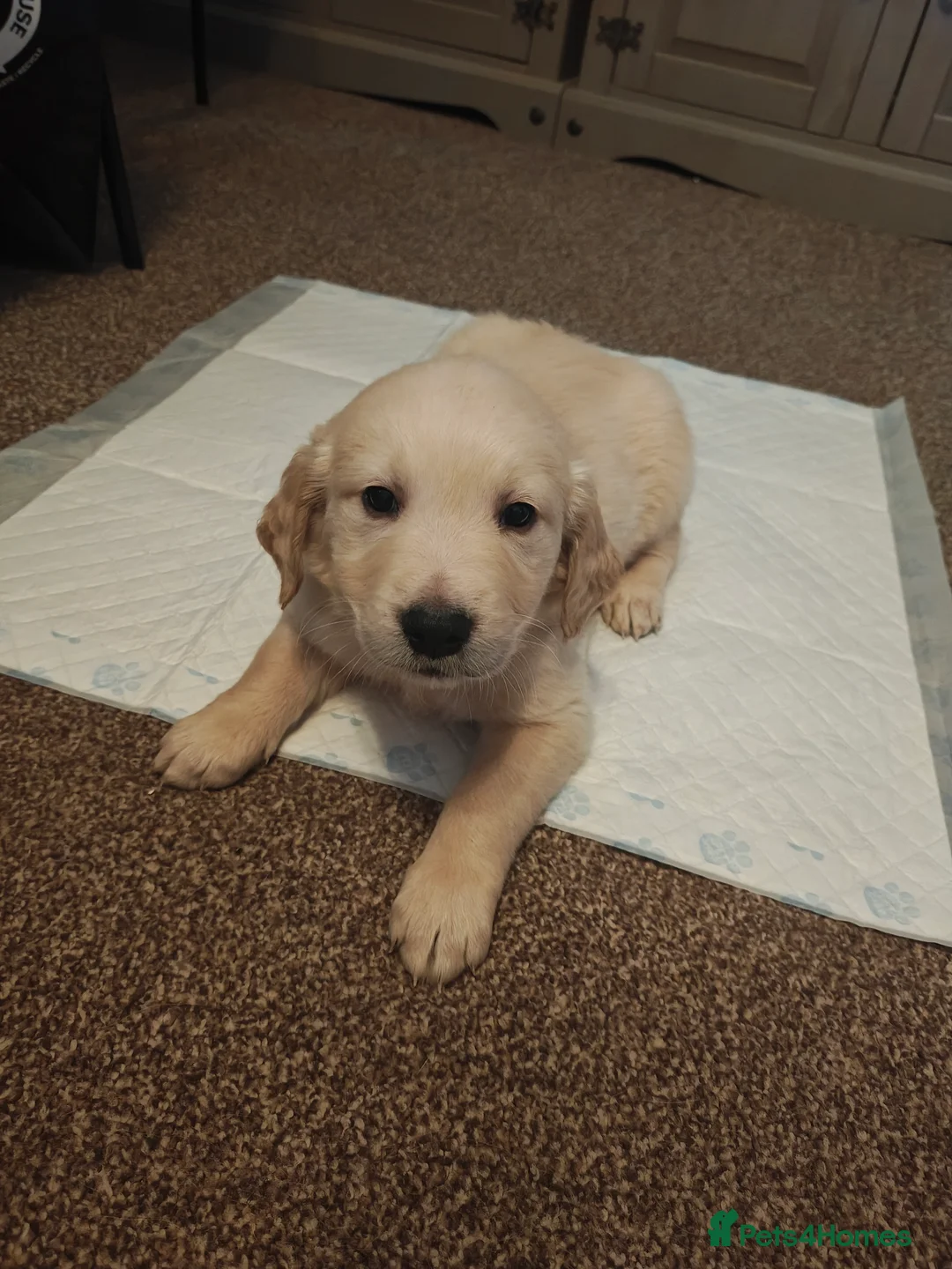 Golden Retriever dogs for sale: Only 5 gorgeous golden retriever puppies left - Advert 25