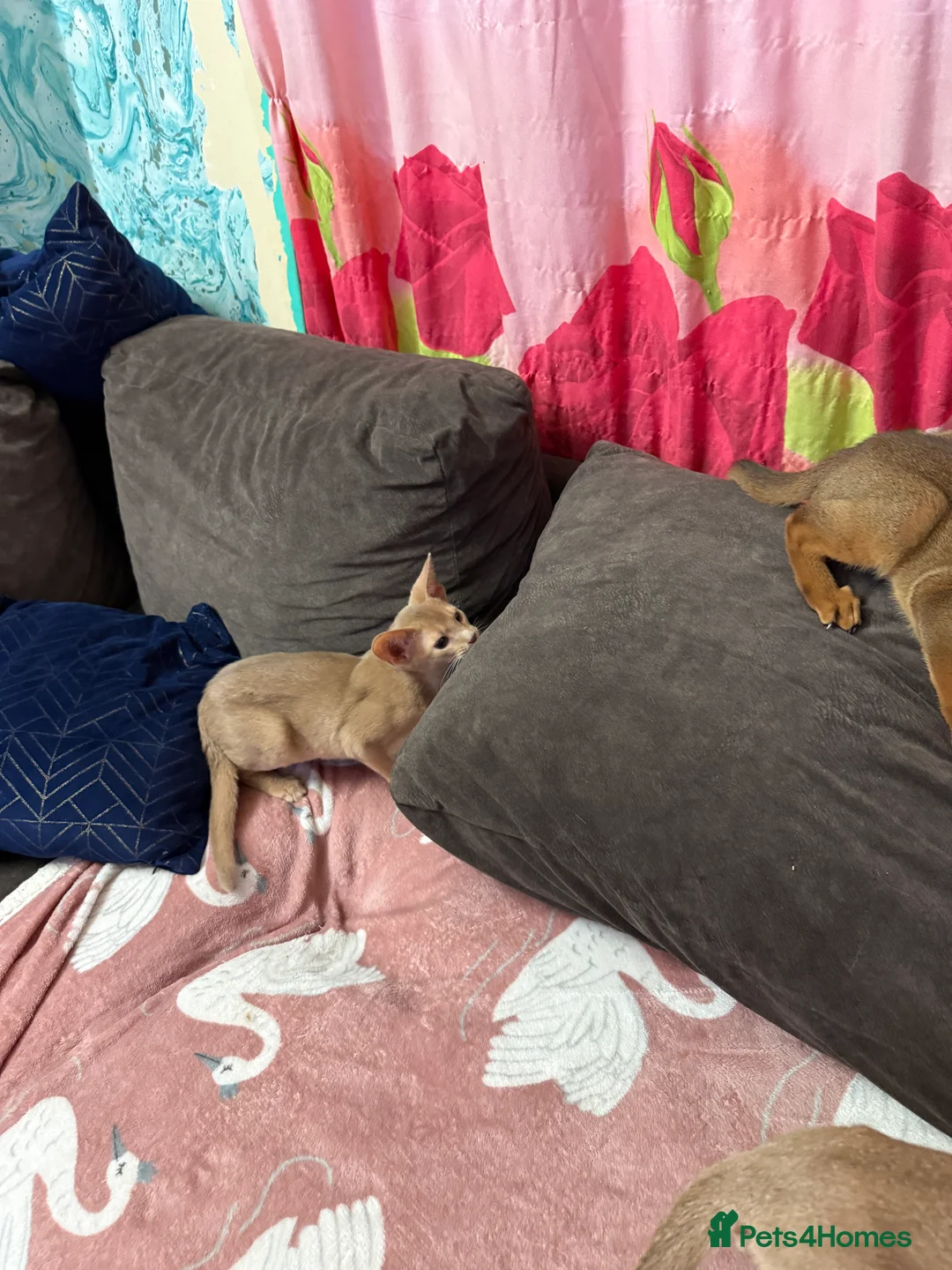 Abyssinian cats for sale: Ready for a new home - Advert 7