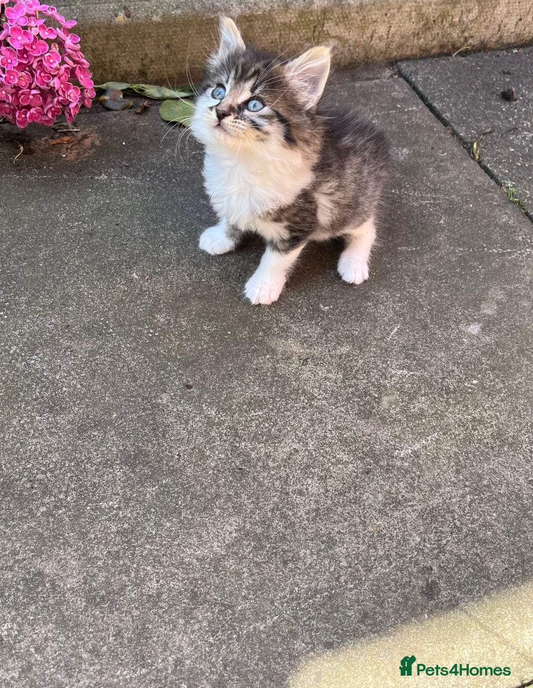 Mixed Breed cats for sale: Kittens for sale please read description  - Image 6