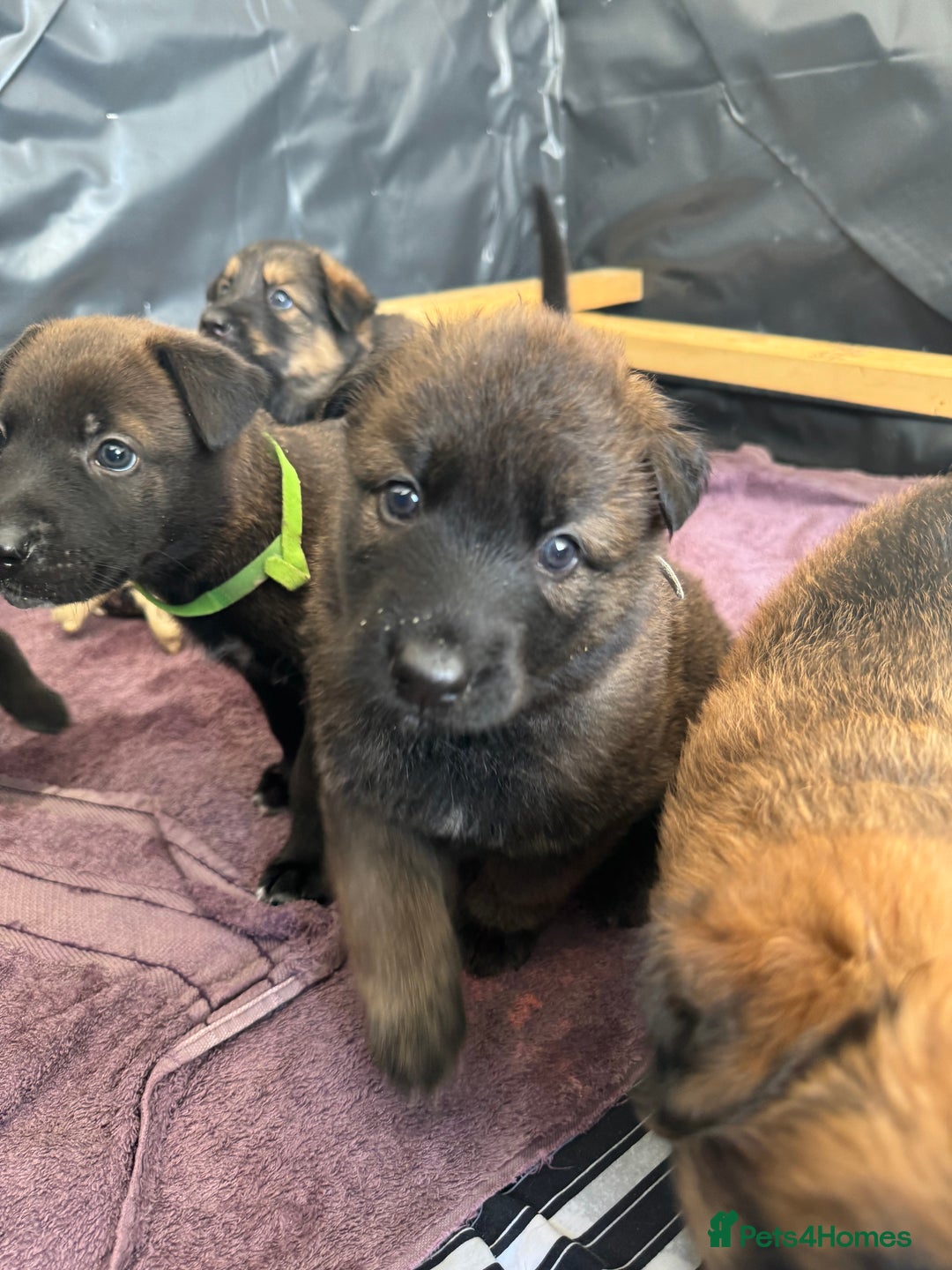 German Shepherd dogs for sale: German shepherd puppies  - Image 19