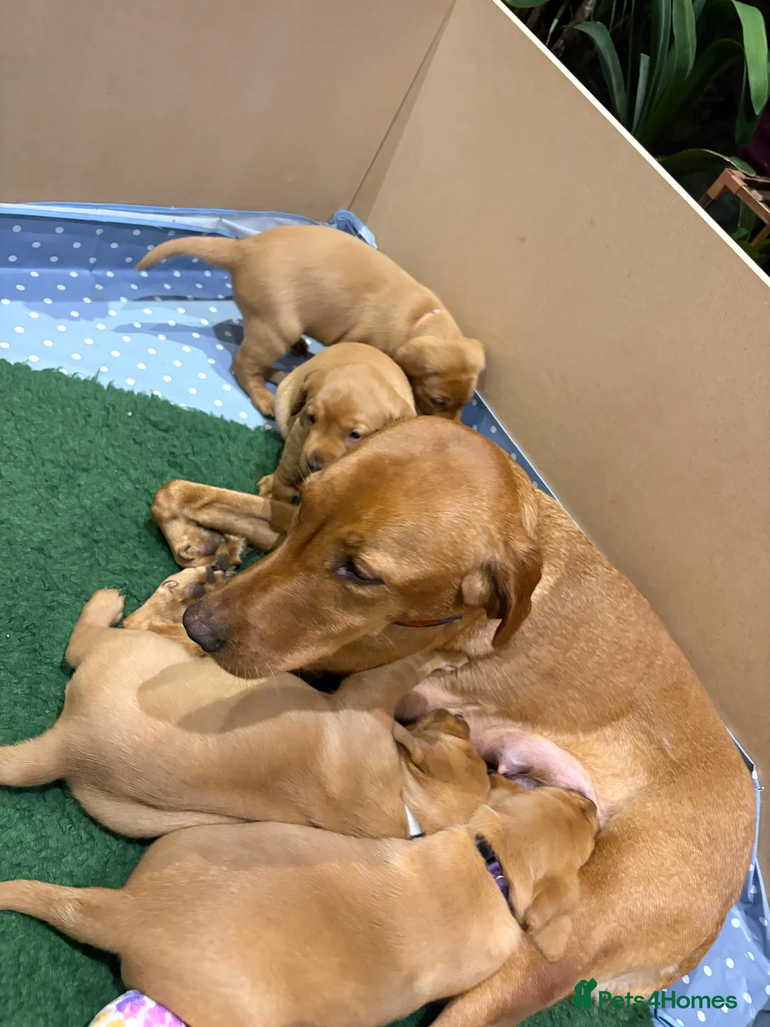 Labrador Retriever dogs for sale: Fox Red Labrador Puppies - Advert 10