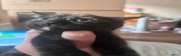 Mixed Breed cats for sale: 4 beautiful baby kittens - Advert 11