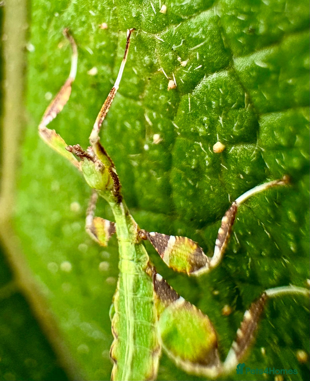 Stick Insects invertebrates for sale: Phyllium philippinicum nymphs (leaf insects) - Image 5