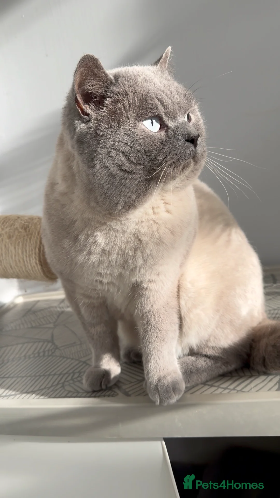 British Shorthair cats for stud: GCCF ACTIVE COLOURPOINT STUD - Health tested  in Ingatestone - Advert 2
